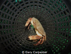 Edible crab on shrimp pot - Picture taken in Bantry Bay, ... by Gary Carpenter 